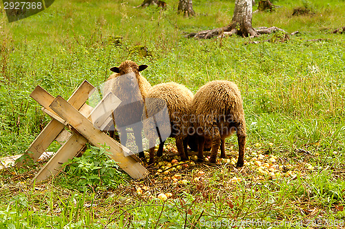 Image of Sheeps