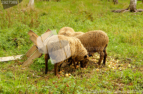 Image of Sheeps