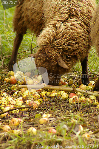 Image of Sheep
