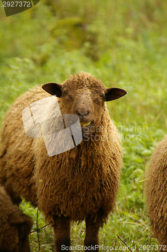 Image of Sheeps