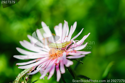 Image of caterpillar on flower