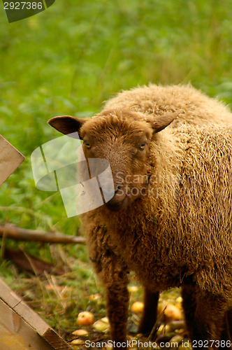 Image of Sheep