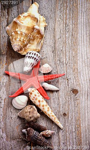 Image of Conch Shells and Starfish