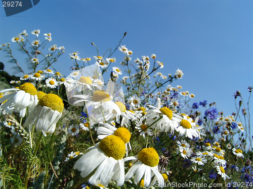 Image of wild flower meadow