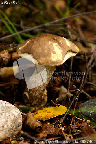 Image of Mushrooms