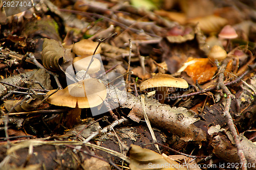 Image of Mushrooms