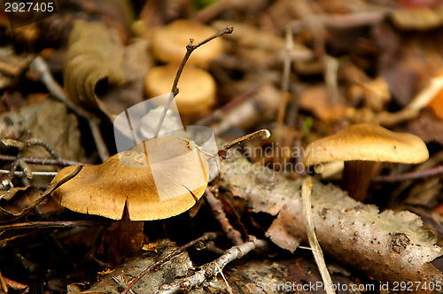 Image of Mushrooms