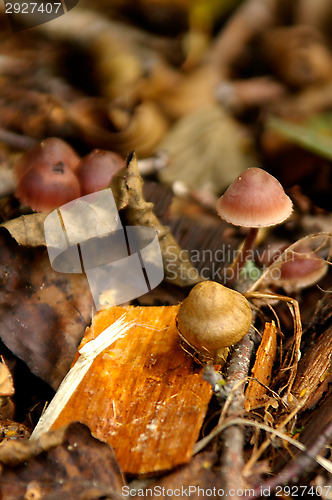 Image of Mushrooms