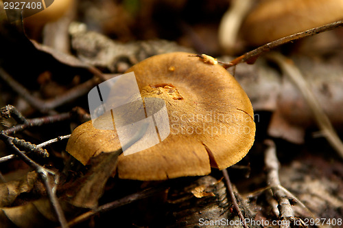 Image of Mushrooms