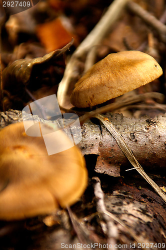 Image of Mushrooms