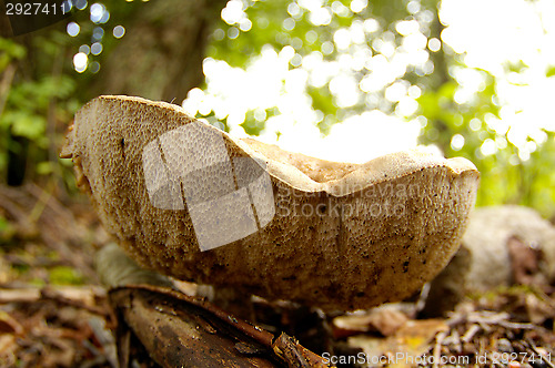 Image of Mushroom