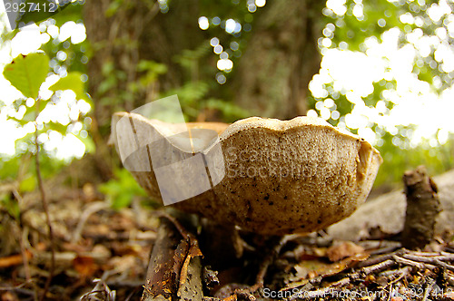 Image of Mushroom