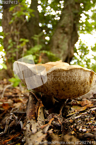 Image of Mushroom