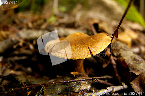 Image of Mushroom