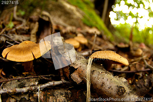 Image of Mushrooms