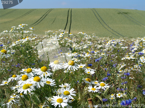 Image of crop field