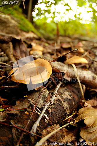 Image of Mushrooms