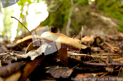 Image of Mushrooms