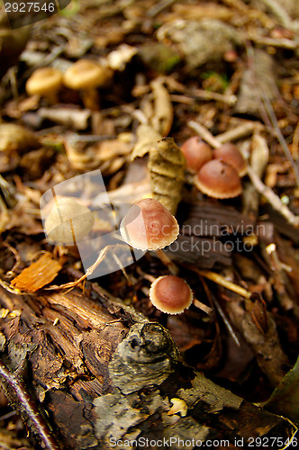 Image of Mushrooms