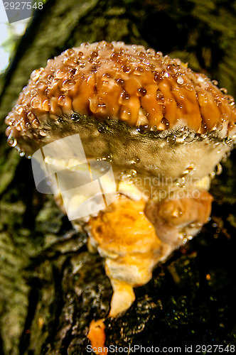 Image of Fungus