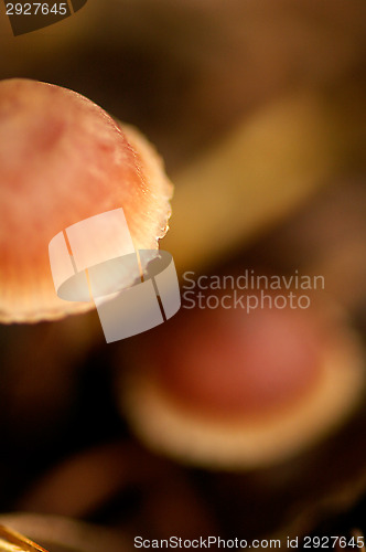 Image of Mushrooms