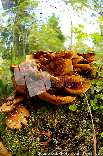 Image of Mushrooms