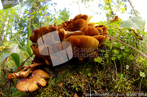 Image of Mushrooms