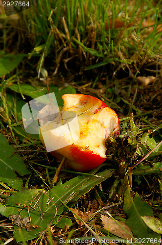 Image of Apple