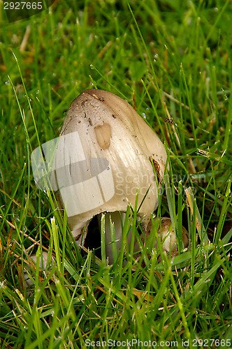 Image of Coprinus