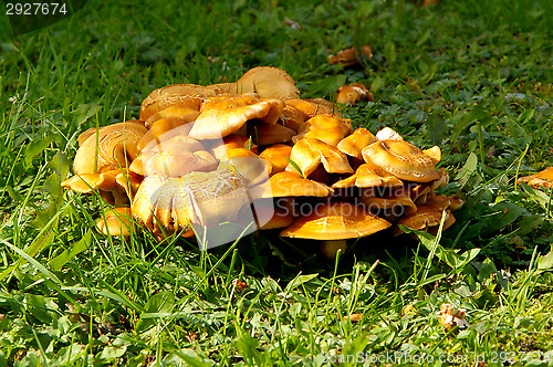 Image of Mushrooms