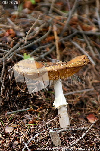 Image of Mushroom