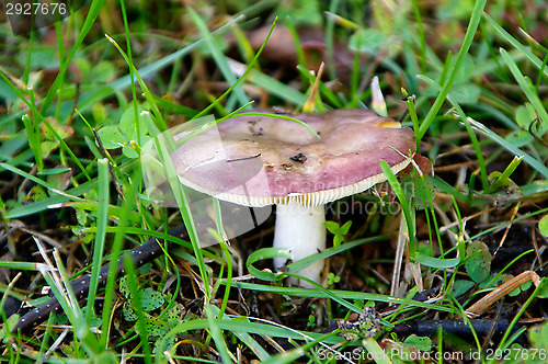 Image of Mushroom