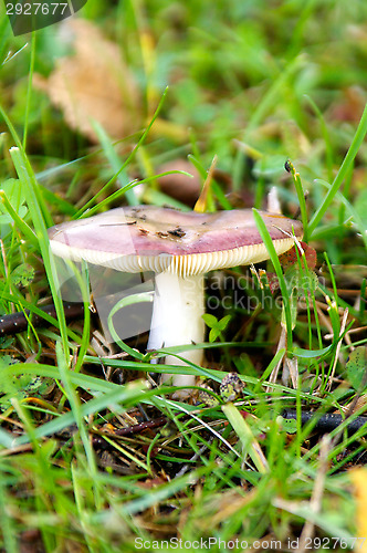 Image of Mushroom