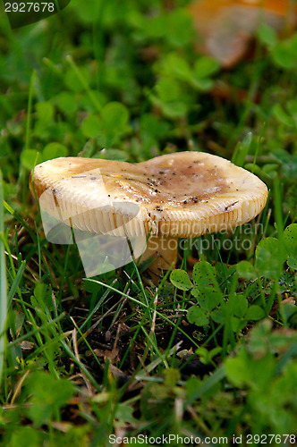 Image of Mushroom