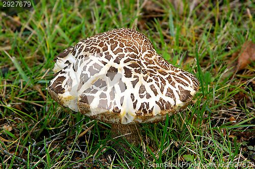 Image of Mushroom