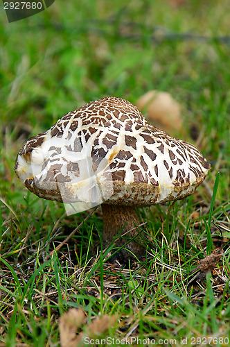 Image of Mushroom