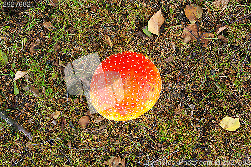 Image of Fly agaric