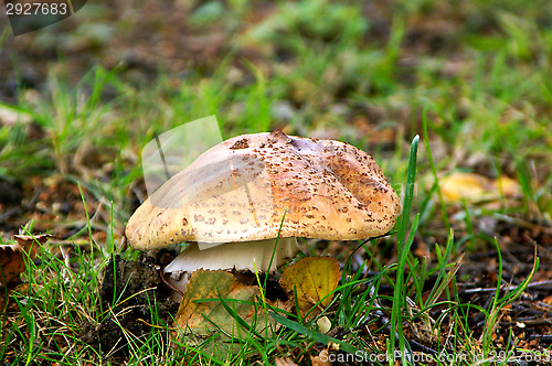 Image of Fly agaric