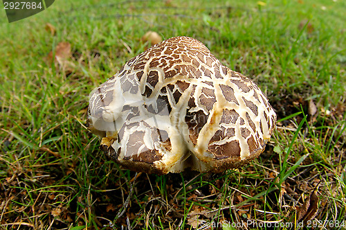 Image of Mushroom