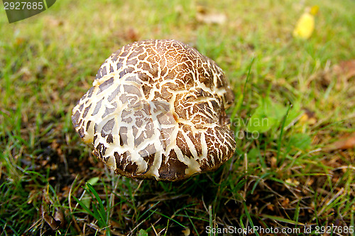 Image of Mushroom