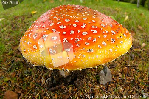 Image of Fly agaric