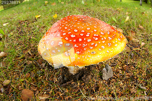 Image of Fly agaric