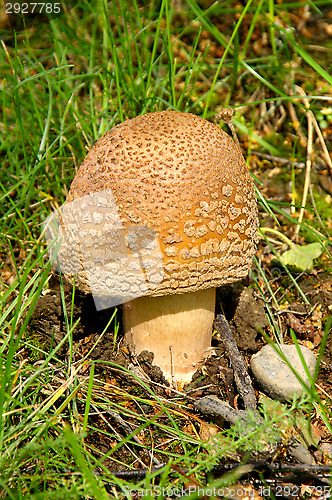 Image of Fly agaric