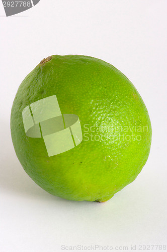 Image of Kumquat