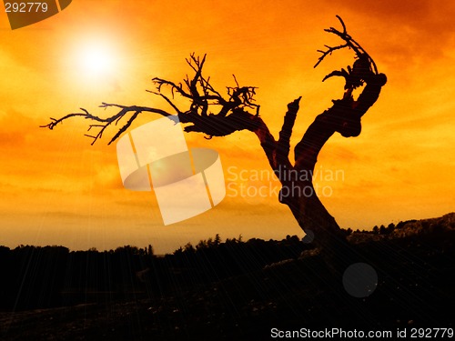 Image of dead tree