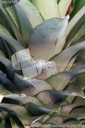 Image of Pineapple