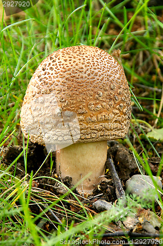 Image of Fly agaric