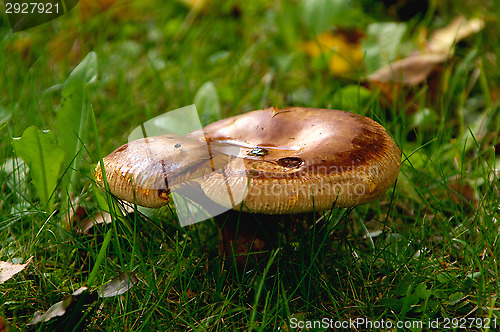 Image of Mushroom