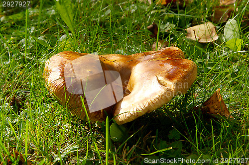 Image of Mushroom