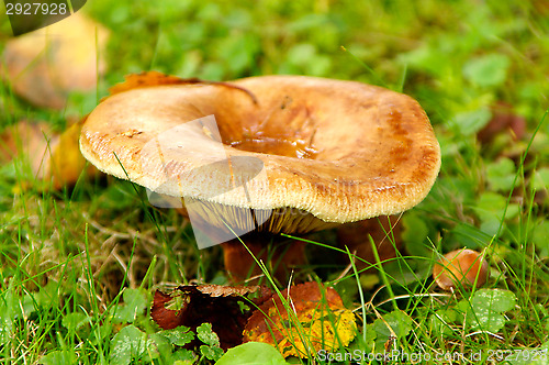 Image of Mushroom